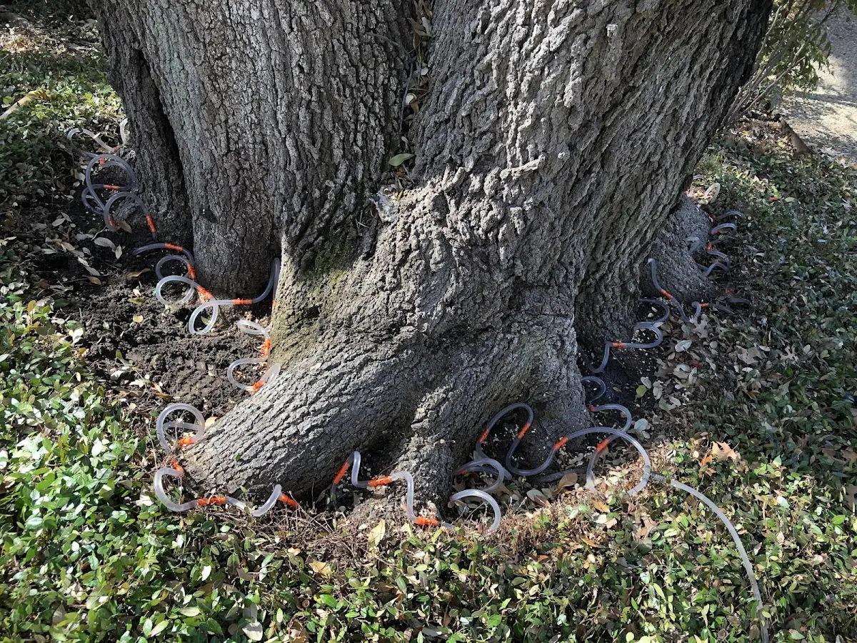 Detailed Tree Cabling and Bracing job site in Mappsville